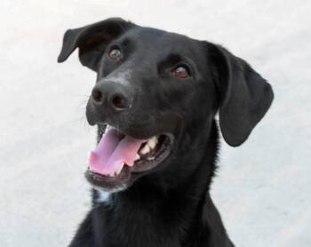 Rescue Labrador Retriever Dogs for Adoption in Westfield, New York - Pica | PetCurious
