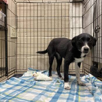 Wild Flower -  Border Collie and Mixed Breed Dog for Adoption in Jacksboro, Tennessee - Wild Flower | PetCurious