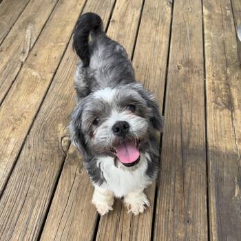 Stevo -  Shih Tzu Dog for Adoption in Cornelius, North Carolina - Stevo | PetCurious