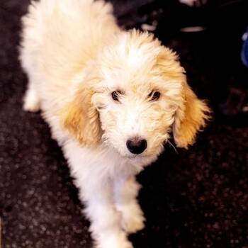 Standard Poodle Dogs Available for Adoption - Almond | PetCurious