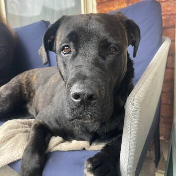 Cane Corso Dogs Available for Adoption in Vaughan, Ontario - Dior | PetCurious