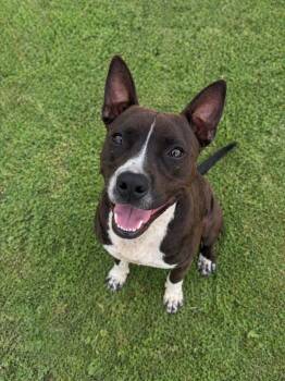 Pit Bull Terrier Dogs Available for Adoption in Wabash, Indiana - Bodhi | PetCurious