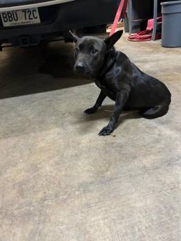 Shepherd and Chow Chow Dogs Available for Adoption - Shady | PetCurious