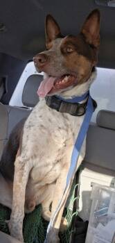 Rescue Australian Cattle Dog Blue Heeler and American Staffordshire Terrier Dogs for Adoption in Tulare, California - Red | PetCurious
