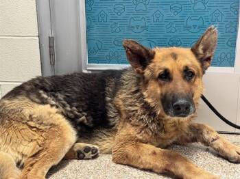 ROOKIE -  German Shepherd Dog Dog for Adoption in Pueblo, Colorado - ROOKIE | PetCurious