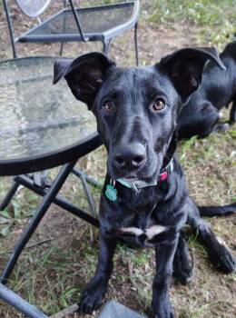 Ella -  Labrador Retriever and German Shepherd Dog Dog for Adoption in New London, Wisconsin - Ella | PetCurious
