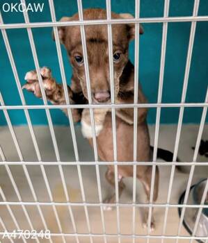 Terrier and Mixed Breed Dogs Available for Adoption - A470248 | PetCurious