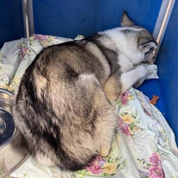 Gremlin -  Mixed Breed Dog for Adoption in Las Cruces, New Mexico - Gremlin | PetCurious
