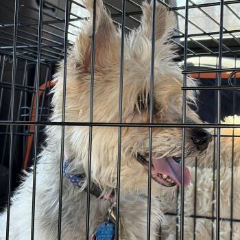 Miniature Schnauzer Dogs Available for Adoption - Rockie  | PetCurious