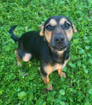 Chihuahua Dogs Available for Adoption in Roseville, California - Indigo! | PetCurious