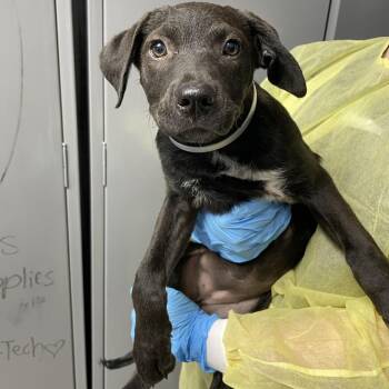 Book Report -  Cattle Dog and Mixed Breed Dog for Adoption in Hattiesburg, Mississippi - Book Report | PetCurious