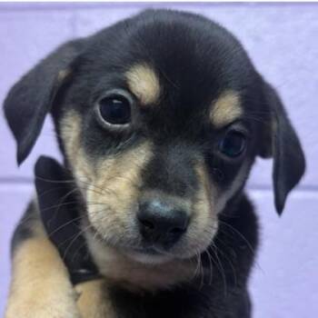 Edmund -  Chihuahua Dog for Adoption in Tacoma, Washington - Edmund | PetCurious