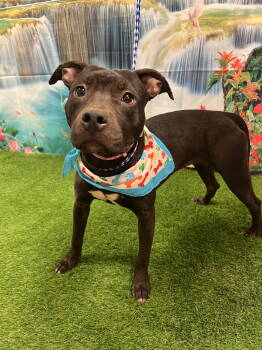 Rescue Terrier Dogs for Adoption in Euless, Texas - Savannah | PetCurious