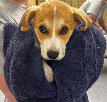 Great Pyrenees and Mixed Breed Dogs Available for Adoption in Greenfield, Indiana - Wheatie | PetCurious