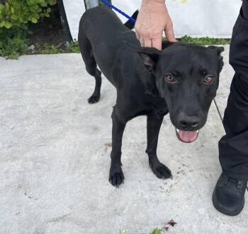 JAVIER -  German Shepherd Dog Dog for Adoption in Doral, Florida - JAVIER | PetCurious