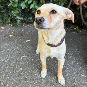 Chihuahua and Terrier Dogs Available for Adoption in Goleta, California - Sunny | PetCurious