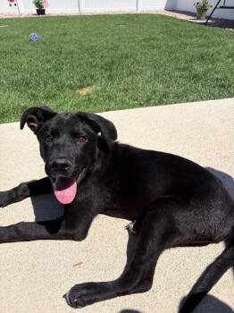 Disco -  Black Labrador Retriever and Mixed Breed Dog for Adoption in Severance, Colorado - Disco | PetCurious