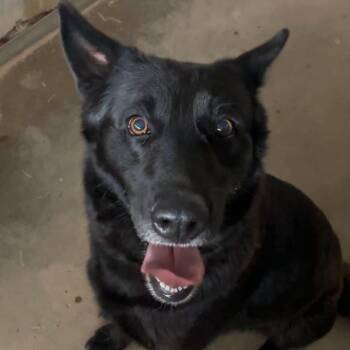 Latto -  German Shepherd Dog and Mixed Breed Dog for Adoption in Edinburg, Texas - Latto | PetCurious