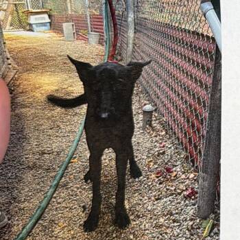 Midnight 9001 -  Shepherd and Mixed Breed Dog for Adoption in Loxahatchee Groves, Florida - Midnight 9001 | PetCurious