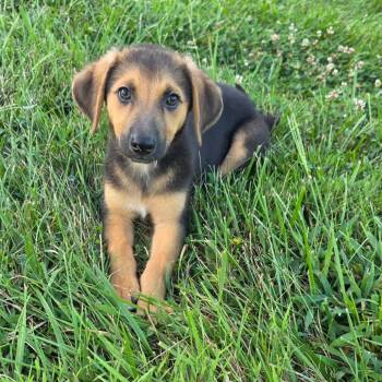 FOSTER NEEDED - Ash -  German Shepherd Dog Dog for Adoption - FOSTER NEEDED - Ash | PetCurious
