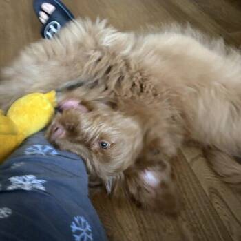 Goldendoodle Dogs Available for Adoption in Vienna, Ontario - Rip | PetCurious