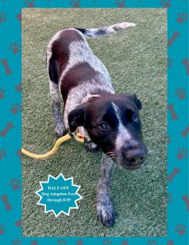 Pandora -  German Shorthaired Pointer Dog for Adoption in Salinas, California - Pandora | PetCurious