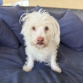 Terrier Dogs Available for Adoption in Ramona, California - Sampson Skylark | PetCurious