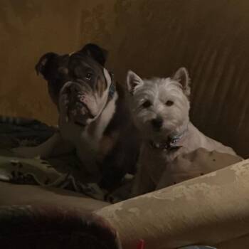 Loch Ness -  West Highland White Terrier Westie Dog for Adoption in Sinking Spring, Pennsylvania - Loch Ness | PetCurious