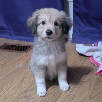 Birdie -  Mixed Breed Dog for Adoption in Durham, North Carolina - Birdie | PetCurious