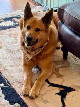 Charlie -  Mixed Breed Dog for Adoption in Mayer, Arizona - Charlie | PetCurious