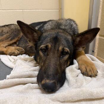 Caveman -  Mixed Breed Dog for Adoption in Winston-salem, North Carolina - Caveman | PetCurious