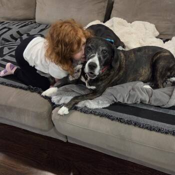 Rosie -  Pit Bull Terrier Dog for Adoption in Chicago, Illinois - Rosie | PetCurious