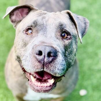 Rescue Pit Bull Terrier Dogs for Adoption in Fresno, California - Eeyore | PetCurious
