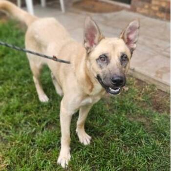 Maserati -  German Shepherd Dog and Mixed Breed Dog for Adoption in Fairfax, Virginia - Maserati | PetCurious