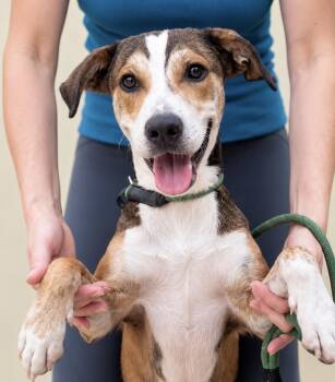 Sammy -  Beagle and Whippet Dog for Adoption in New York, New York - Sammy | PetCurious