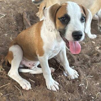 Rescue Mixed Breed Dogs for Adoption in Paramus, New Jersey - Truffle | PetCurious