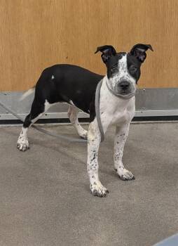 Australian Cattle Dog Blue Heeler and Pit Bull Terrier Dogs Available for Adoption - EDIE | PetCurious
