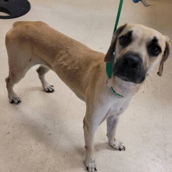 Jeff -  Mixed Breed Dog for Adoption in Lake Panasoffkee, Florida - Jeff | PetCurious