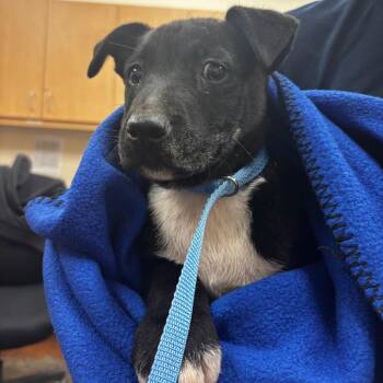Mixed Breed and None Dogs Available for Adoption in Memphis, Tennessee - Walta | PetCurious