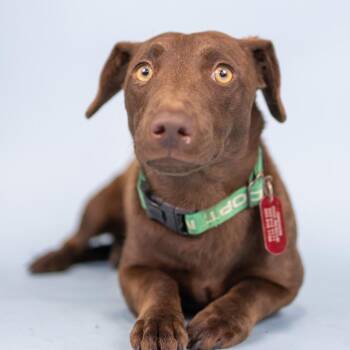 Tulle -  Mixed Breed Dog for Adoption in Portland, Oregon - Tulle | PetCurious