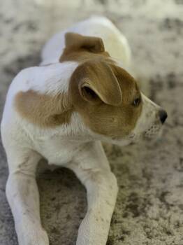 Pit Bull Terrier and Terrier Dogs Available for Adoption in Atlanta, Texas - Odie | PetCurious