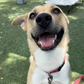 Mixed Breed Dogs Available for Adoption - Prince | PetCurious