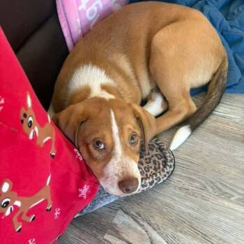 Elvis -  Hound Dog for Adoption in Greensboro, North Carolina - Elvis | PetCurious