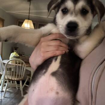Mecklenburg -  Mixed Breed Dog for Adoption in Salisbury, North Carolina - Mecklenburg | PetCurious