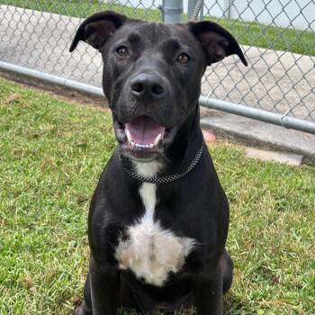 Lucy -  Labrador Retriever and Mixed Breed Dog for Adoption in League City, Texas - Lucy | PetCurious