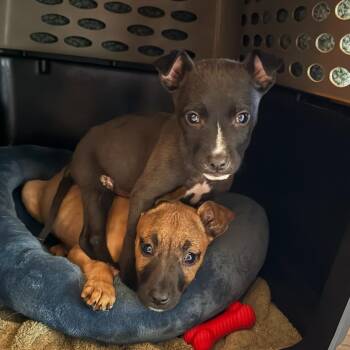 Nesa -  Mixed Breed Dog for Adoption in Houston, Texas - Nesa | PetCurious
