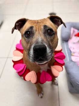 Rescue Black Mouth Cur and American Staffordshire Terrier Dogs for Adoption in Zephyrhills, Florida - Kola | PetCurious