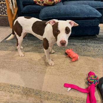 Rescue Pit Bull Terrier and American Staffordshire Terrier Dogs for Adoption in Baltimore, Maryland - Honey | PetCurious