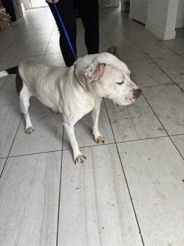 American Bulldog Dogs Available for Adoption in Doral, Florida - KELLY | PetCurious