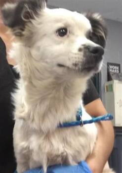 Terrier and Parson Russell Terrier Dogs Available for Adoption in Thousand Palms, California - A1916010 | PetCurious